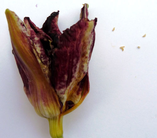 Hemerocallis gall midge damage & larvae
